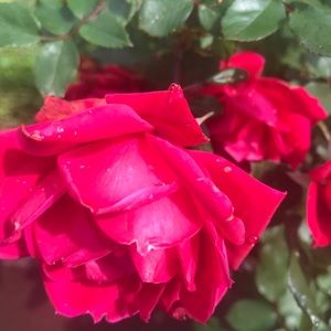 Meet your Posher, Leslie